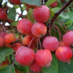 Okrasná jabloň (Malus) ´RED SENTINEL´ výška: 150-200 cm, obvod kmeňa 4/6 cm, kont. C10L